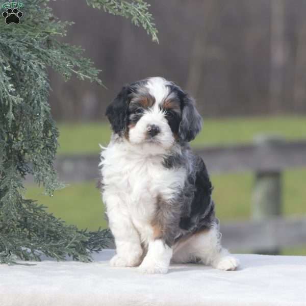 Canon, Cavapoo Puppy